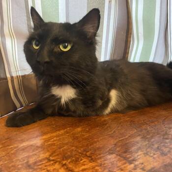 Arrow -  Domestic Medium Hair Cat for Adoption in Hammond, Louisiana - Arrow | PetCurious