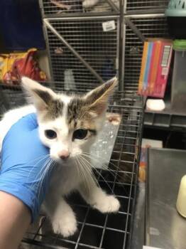 Domestic Medium Hair Cats Available for Adoption in Conroe, Texas - A428397 | PetCurious