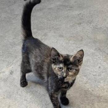 Zara -  Domestic Short Hair Cat for Adoption in New York, New York - Zara | PetCurious