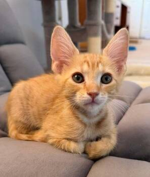 Ruby Tuesday -  Domestic Short Hair Cat for Adoption in Tucson, Arizona - Ruby Tuesday | PetCurious