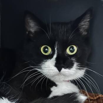 Mink -  Domestic Short Hair Cat for Adoption in Chicago, Illinois - Mink | PetCurious