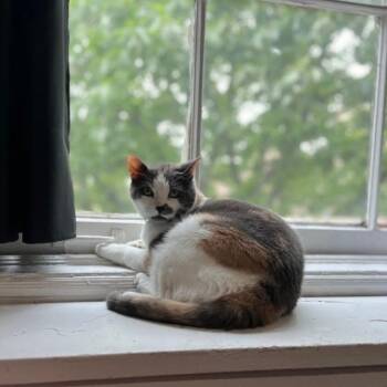 Calico Cats Available for Adoption - Athena | PetCurious