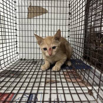 Mewtwo -  Domestic Short Hair Cat for Adoption in Edinburg, Texas - Mewtwo | PetCurious