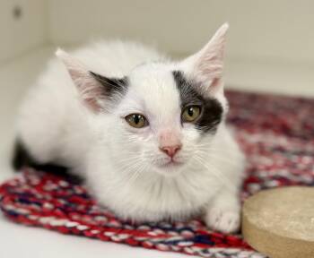 Rescue Domestic Short Hair Cats for Adoption in Cypress, California - Pollux | PetCurious