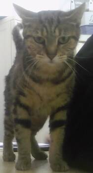 Renata -  Domestic Short Hair Cat for Adoption in Dayton, Minnesota - Renata | PetCurious
