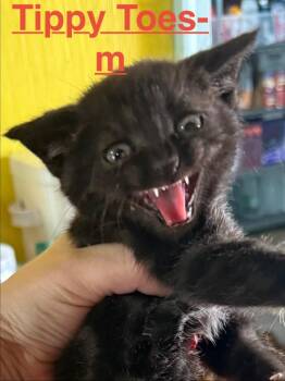 Tabby and Domestic Short Hair Cats Available for Adoption in Brookhaven, Mississippi - Tippy Toes 26 | PetCurious