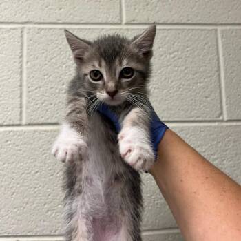Pocahontas -  Domestic Short Hair Cat for Adoption in Charlottesville, Virginia - Pocahontas | PetCurious