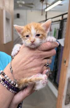 Nacho -  Domestic Short Hair Cat for Adoption in Sanford, North Carolina - Nacho | PetCurious