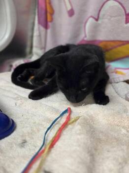 Tsunko -  Domestic Short Hair Cat for Adoption in Westland, Michigan - Tsunko | PetCurious