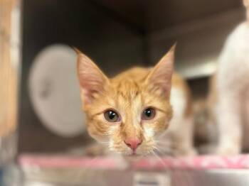 DENVER -  Domestic Short Hair Cat for Adoption in Fort Wayne, Indiana - DENVER | PetCurious