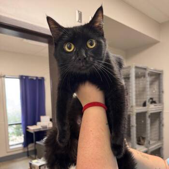 Domestic Short Hair Cats Available for Adoption in Columbiana, Alabama - Momma Printer | PetCurious