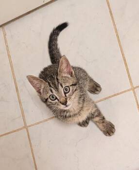 Ozzy Osbourne -  Domestic Short Hair Cat for Adoption in Lake Wylie, South Carolina - Ozzy Osbourne | PetCurious