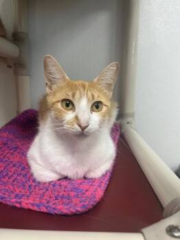Penny -  Domestic Short Hair Cat for Adoption in Corpus Christi, Texas - Penny | PetCurious