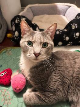 So Lo -  Domestic Short Hair Cat for Adoption in Chicago, Illinois - So Lo | PetCurious