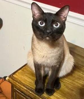 Siamese Cats Available for Adoption in Columbia, South Carolina - Java | PetCurious