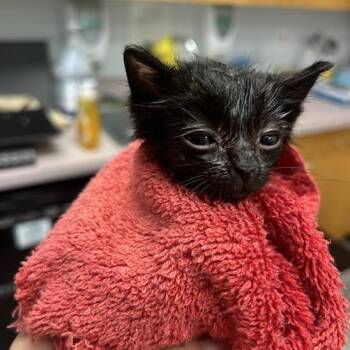 Rescue Domestic Medium Hair Cats for Adoption in Durango, Colorado - Mystery | PetCurious