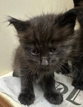 Juniper- pink -  Domestic Short Hair Cat for Adoption in Chamblee, Georgia - Juniper- Pink | PetCurious