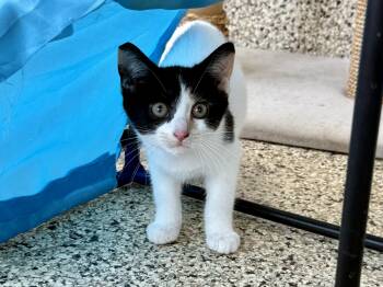 Rescue Domestic Short Hair Cats for Adoption in Ashland, Ohio - Dottie | PetCurious