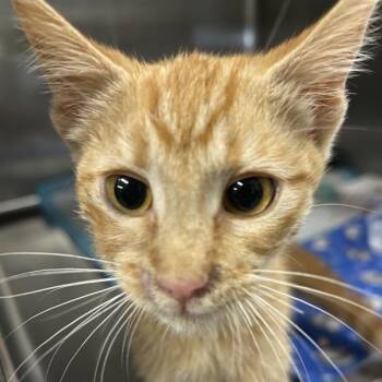 Zane -  Domestic Short Hair Cat for Adoption in Salt Lake City, Utah - Zane | PetCurious