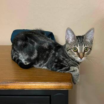 Ghost Pepper -  Domestic Short Hair Cat for Adoption in San Tan Valley, Arizona - Ghost Pepper | PetCurious