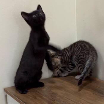 Tupac -  Domestic Short Hair Cat for Adoption in Pleasanton, California - Tupac | PetCurious