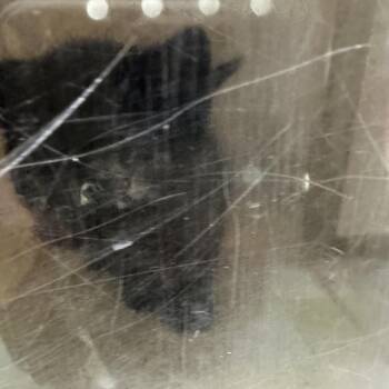 Domestic Short Hair Cats Available for Adoption in Philadelphia, Pennsylvania - Squid | PetCurious