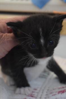 Butler (Storm) -  Domestic Short Hair Cat for Adoption in Pahrump, Nevada - Butler (Storm) | PetCurious