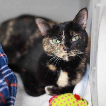 Maxine -  Domestic Short Hair Cat for Adoption in Atlanta, Georgia - Maxine | PetCurious