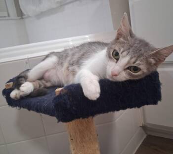 Callie -  Domestic Short Hair Cat for Adoption in Herndon, Virginia - Callie | PetCurious