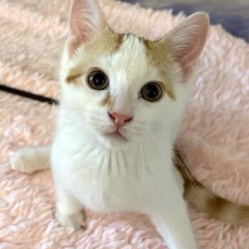Rescue Domestic Short Hair Cats for Adoption in Hamilton, Ontario - Bordeaux – A Bold & Playful Gentleman! | PetCurious
