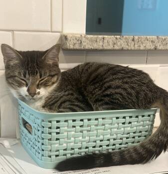 Maggie -  Tabby Cat for Adoption in Fort Worth, Texas - Maggie | PetCurious