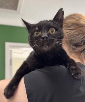 Rescue Domestic Short Hair Cats for Adoption in Athens, Georgia - Babushka | PetCurious