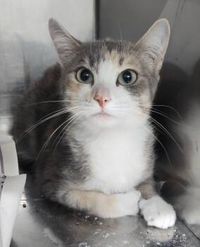 ALICE MARIE -  Dilute Calico Cat for Adoption in Claremore, Oklahoma - ALICE MARIE | PetCurious