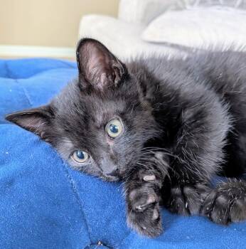 Domestic Short Hair Cats Available for Adoption in Sanford, North Carolina - Tally | PetCurious