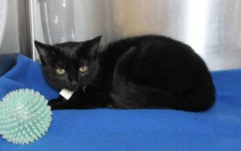 Domestic Short Hair Cats Available for Adoption - Shadower - 43124 | PetCurious