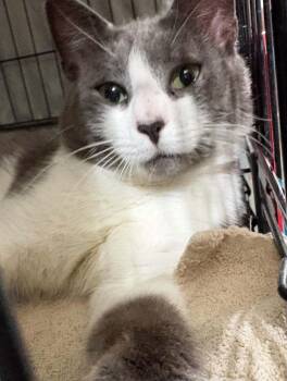 Chester -  Domestic Short Hair Cat for Adoption in Westfield, Massachusetts - Chester | PetCurious