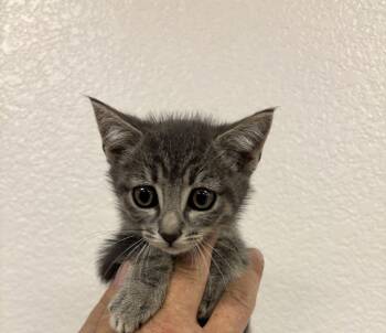 Tabby Cats Available for Adoption in Napa, California - Gonzo (BC) | PetCurious