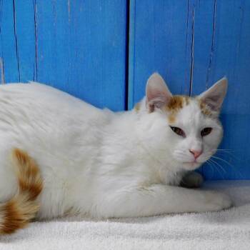Domestic Short Hair Cats Available for Adoption in Peoria, Illinois - John | PetCurious