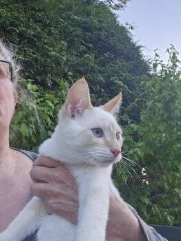 Frosty -  Domestic Short Hair Cat for Adoption - Frosty | PetCurious