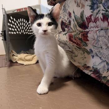 Oreo -  Domestic Short Hair Cat for Adoption in Bel Air, Maryland - Oreo | PetCurious