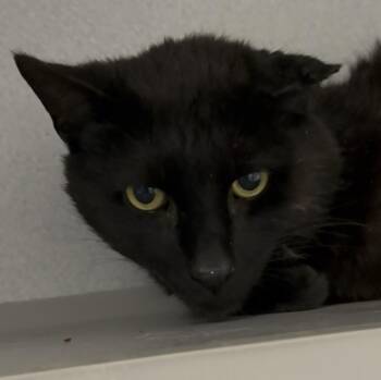 Pogo -  Domestic Short Hair Cat for Adoption in Osseo, Michigan - Pogo | PetCurious