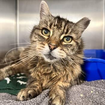 Myla -  Domestic Long Hair Cat for Adoption in New York, New York - Myla | PetCurious