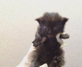 LENOX -  Domestic Medium Hair Cat for Adoption in Sacramento, California - LENOX | PetCurious