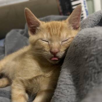 Tigger -  Domestic Short Hair Cat for Adoption in Newark, New Jersey - Tigger | PetCurious