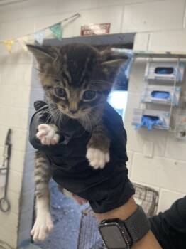 Rescue Domestic Short Hair Cats for Adoption in San Bernardino, California - JUDY | PetCurious