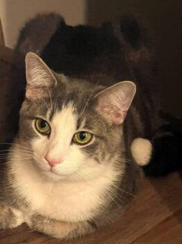 Lucky -  Domestic Medium Hair Cat for Adoption in Harrisburg, Pennsylvania - Lucky | PetCurious
