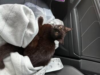 Domestic Short Hair Cats Available for Adoption in Davidson, North Carolina - Merlin | PetCurious