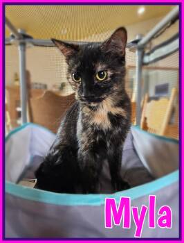 Myla - full of TORTITUDE -  Tortoiseshell Cat for Adoption in Valley City, North Dakota - Myla - Full Of TORTITUDE | PetCurious