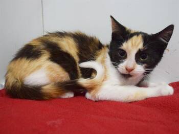 LYSA -  Domestic Short Hair Cat for Adoption in Sacramento, California - LYSA | PetCurious