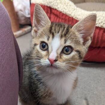 Domestic Short Hair Cats Available for Adoption in Middlebury, Vermont - Eloise | PetCurious
